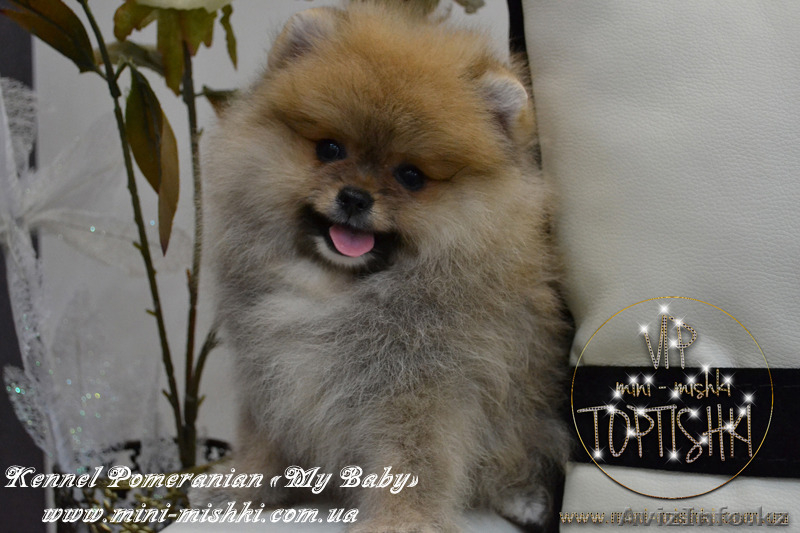 Щенки карликового померанского шпица VIP-Classa!!! - Изображение #3, Объявление #1137421