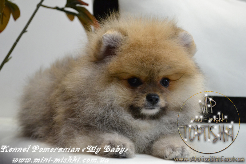 Щенки карликового померанского шпица VIP-Classa!!! - Изображение #4, Объявление #1137421