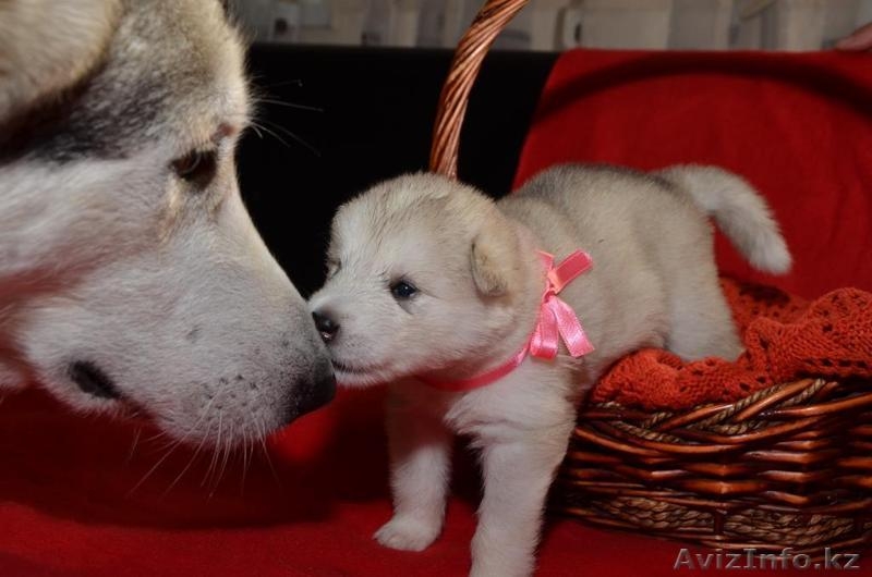 Щенки Аляскинского маламута! - Изображение #1, Объявление #1127890