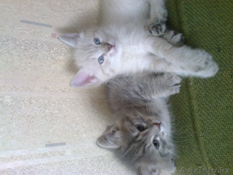 продам красивых игривых котят в хорошие руки - Изображение #1, Объявление #1130725