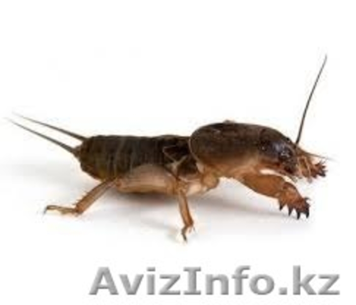 Продам сушеную медведку  - Изображение #3, Объявление #1126975