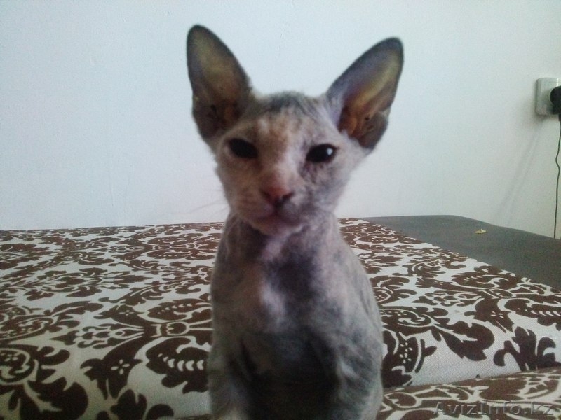Котят Донского Сфинкса - Изображение #1, Объявление #1127697