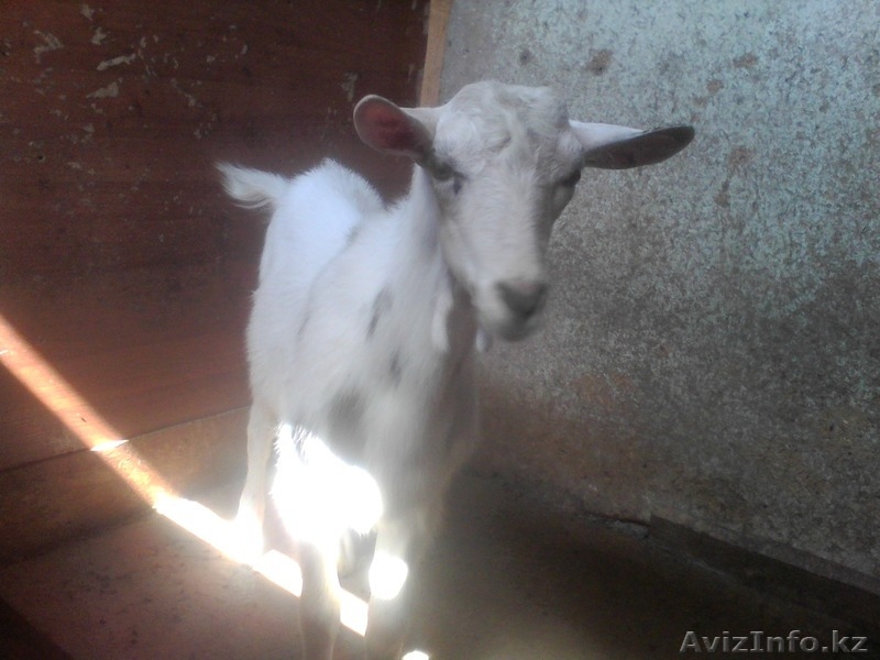 козлик 4 мес. зааненский,ухоженый - Изображение #2, Объявление #1132024