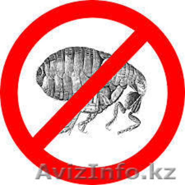 Уничтожение блох в Алматы и Алматинской области - Изображение #1, Объявление #1131158