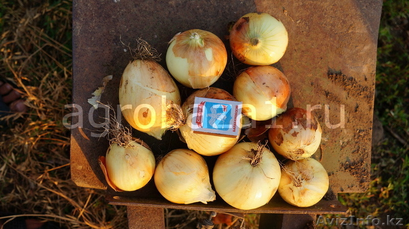 Ранний лук оптом с фермерского хозяйства - Изображение #3, Объявление #1128421