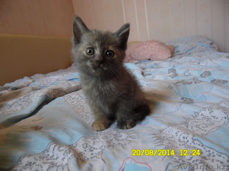 Отдам котят в добрые и заботливые руки - Изображение #2, Объявление #1135322