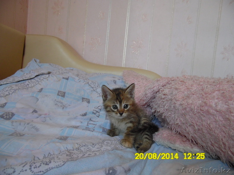 Отдам котят в добрые и заботливые руки - Изображение #3, Объявление #1135322