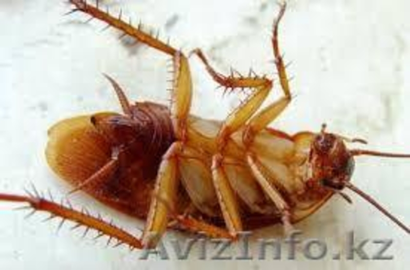 Борьба и уничтожение тараканов в Алматы и Алматинской области - Изображение #2, Объявление #1131165