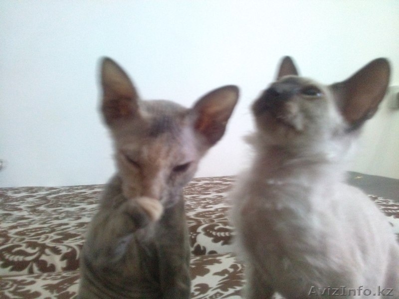 Котят Донского Сфинкса - Изображение #4, Объявление #1127697