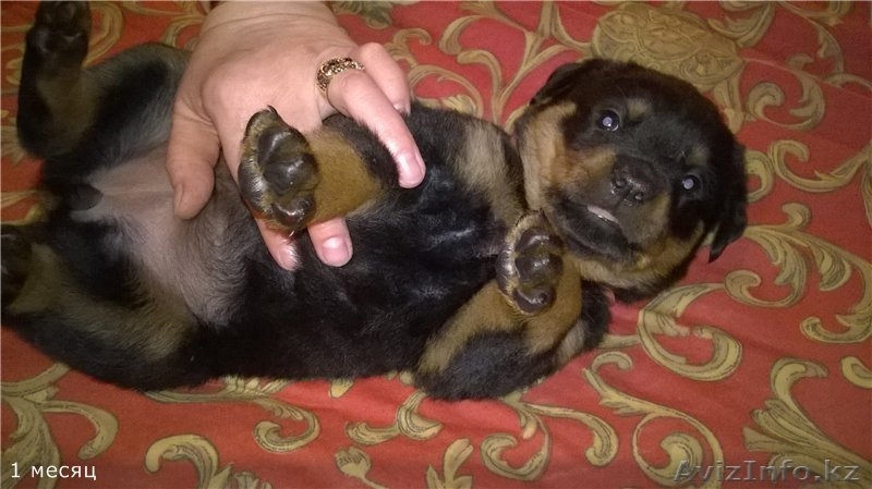 Породные щенки ротвейлера дорого - Изображение #1, Объявление #1152825