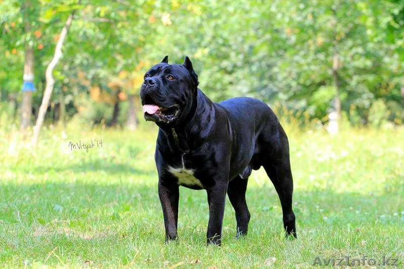 Элитные щенки кане корсо от импортированных родителей! - Изображение #9, Объявление #478220