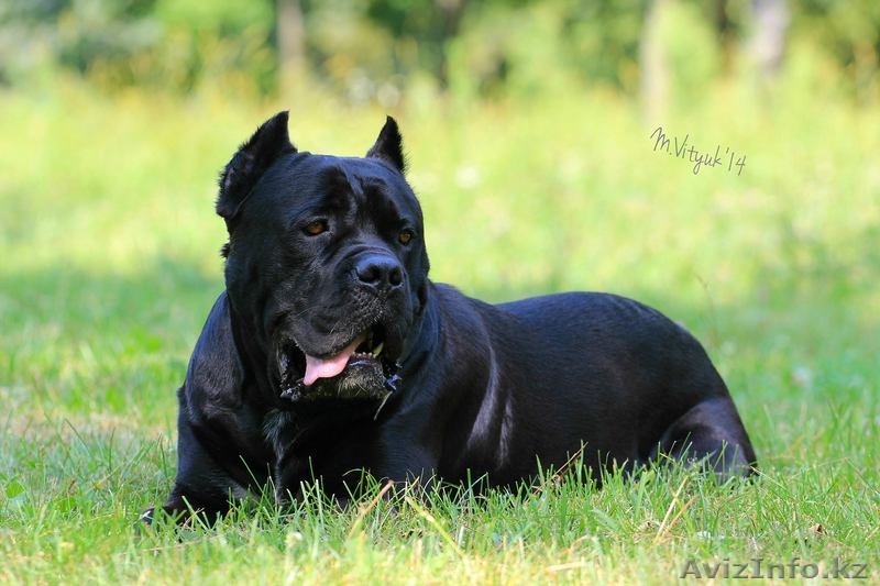Элитные щенки кане корсо от импортированных родителей! - Изображение #10, Объявление #478220