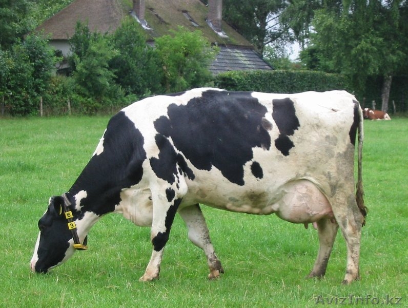 Корова кормит теленка фото