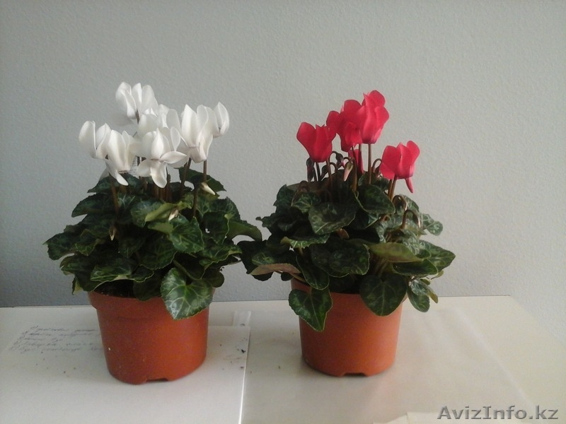 Интернет-магазин "Хэппи Молл" - Изображение #2, Объявление #1153747