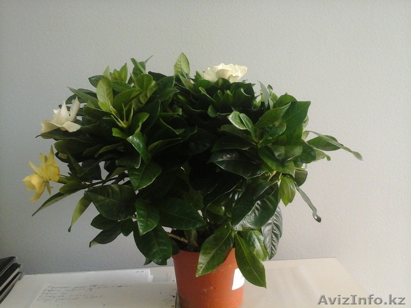 Интернет-магазин "Хэппи Молл" - Изображение #3, Объявление #1153747