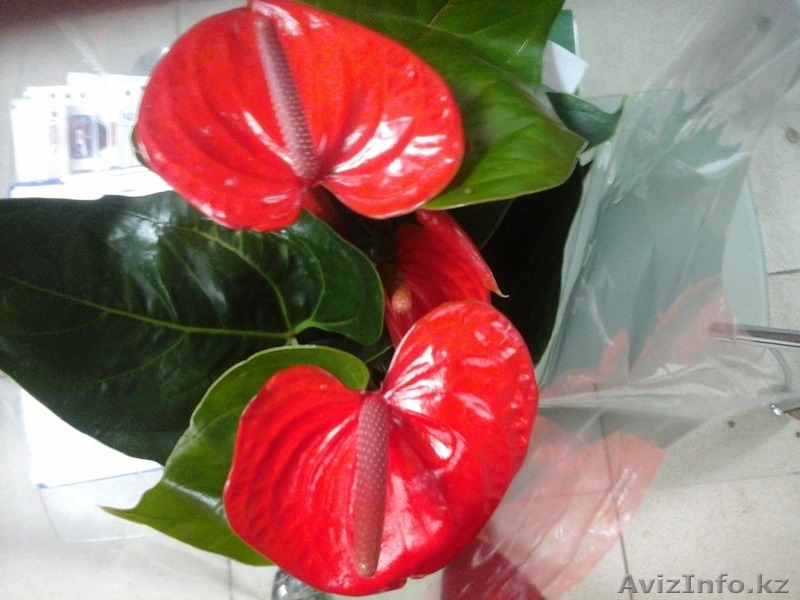 Интернет-магазин "Хэппи Молл" - Изображение #6, Объявление #1153747