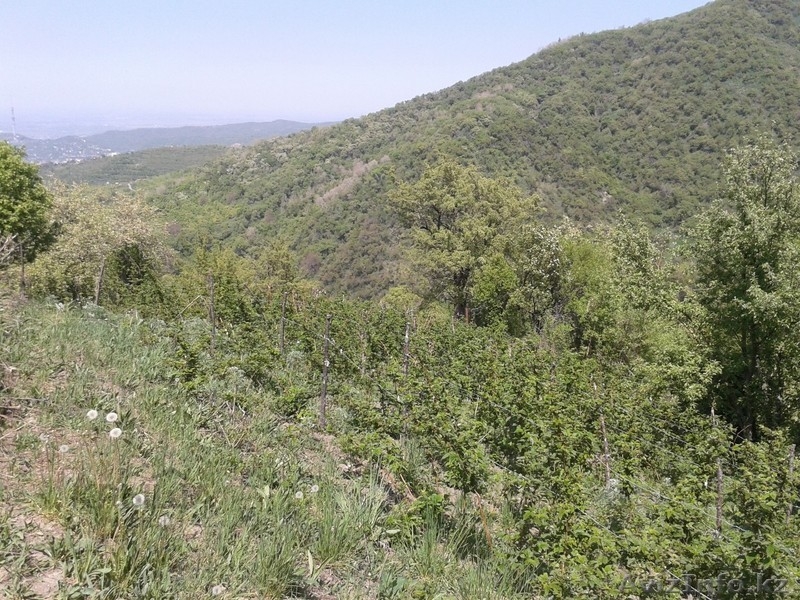 Участок в Медеуском районе, Каменское плато, г.Алматы - Изображение #3, Объявление #1146195