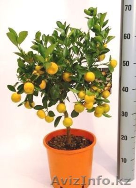 Интернет-магазин "Хэппи Молл" - Изображение #1, Объявление #1153747