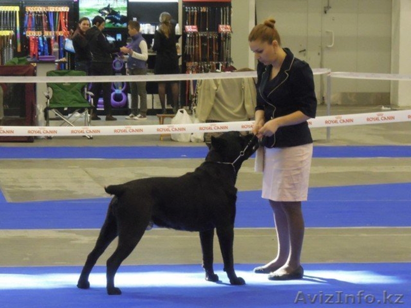 Элитные щенки кане корсо от импортированных родителей! - Изображение #6, Объявление #478220