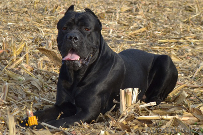 Элитные щенки кане корсо от импортированных родителей! - Изображение #4, Объявление #478220