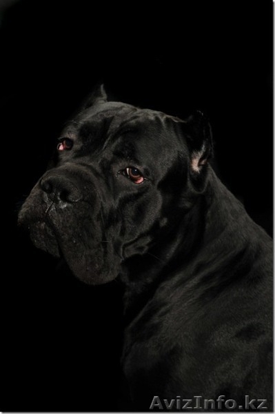 Элитные щенки кане корсо от импортированных родителей! - Изображение #5, Объявление #478220