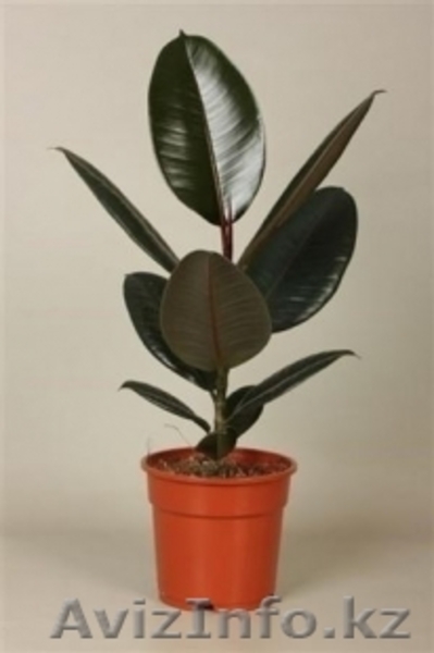 Интернет-магазин "Хэппи Молл" - Изображение #7, Объявление #1153747