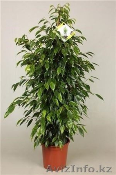 Интернет-магазин "Хэппи Молл" - Изображение #8, Объявление #1153747