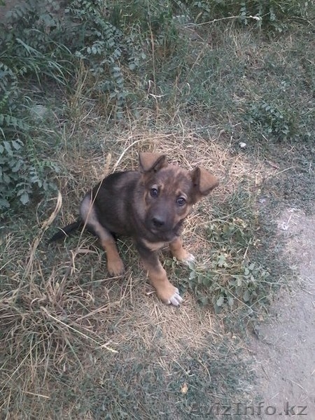 Отдам щенка в хорошие руки! - Изображение #2, Объявление #1144131