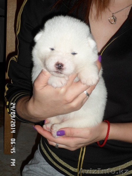 АКИТА-ину щенки - Изображение #3, Объявление #1153551