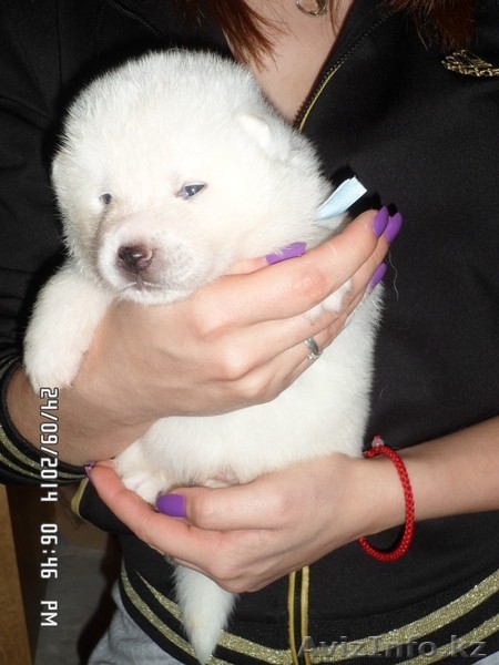 АКИТА-ину щенки - Изображение #2, Объявление #1153551