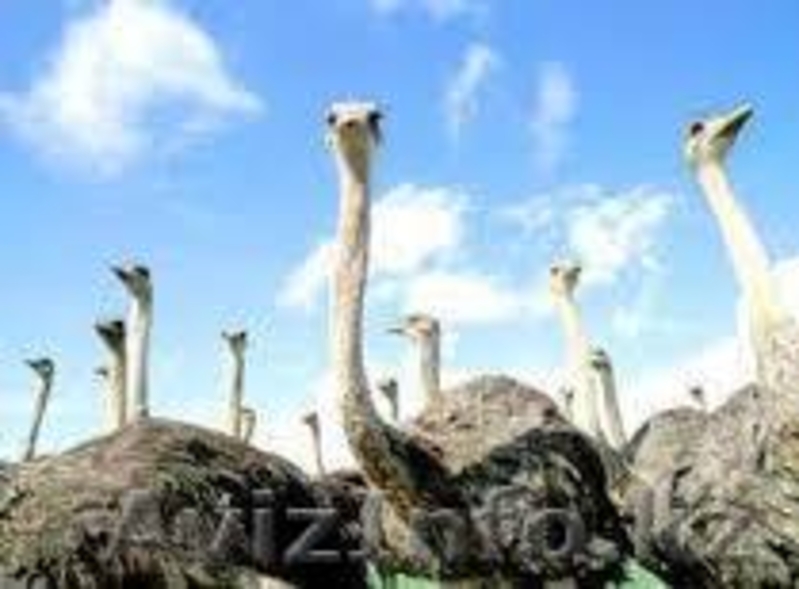 Туристская компания "KZbooking" - Изображение #2, Объявление #1142806