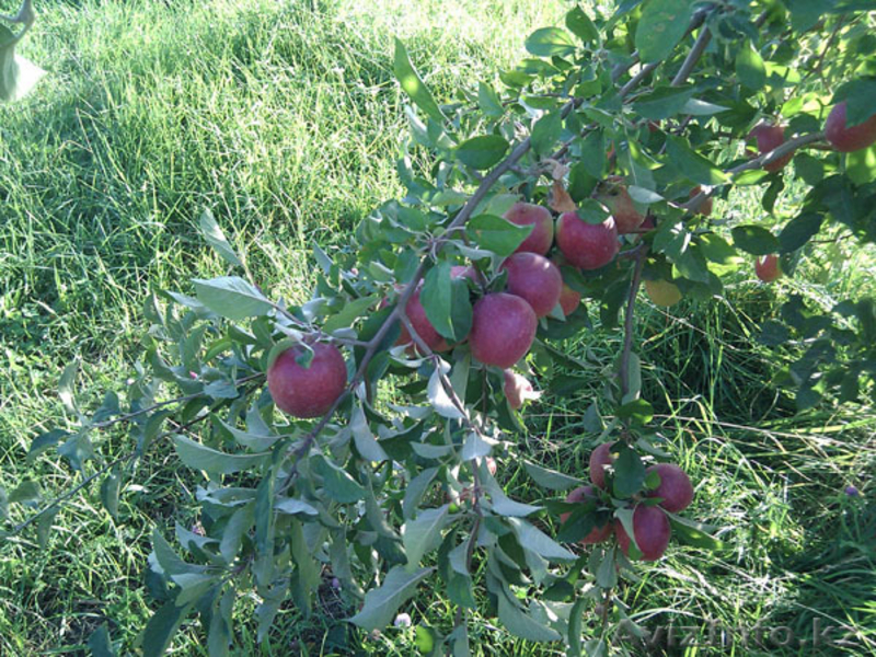 Саженцы плодовых деревьев Рассвет - Изображение #3, Объявление #1141059