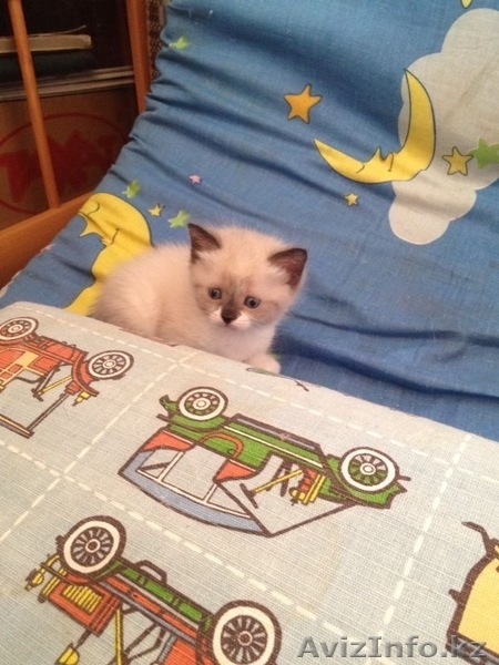 Милые пушистые котята - Изображение #9, Объявление #1151232