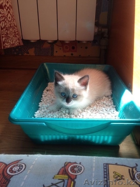 Милые пушистые котята - Изображение #5, Объявление #1151232