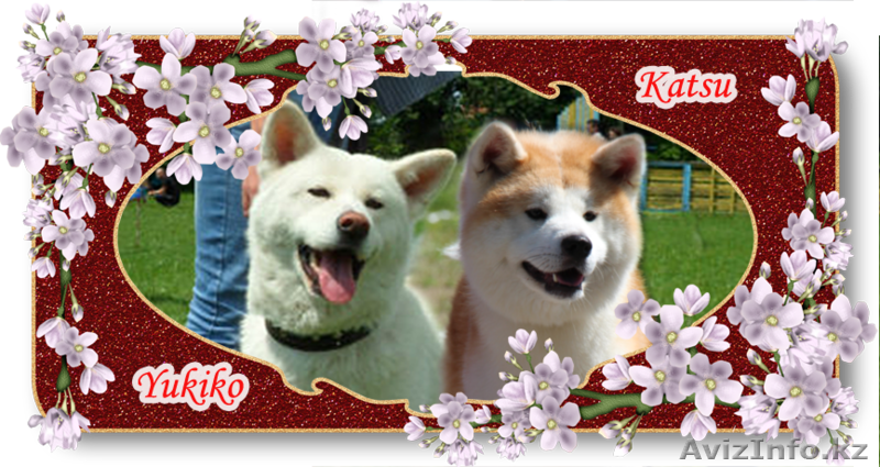 АКИТА-ину щенки - Изображение #6, Объявление #1153551