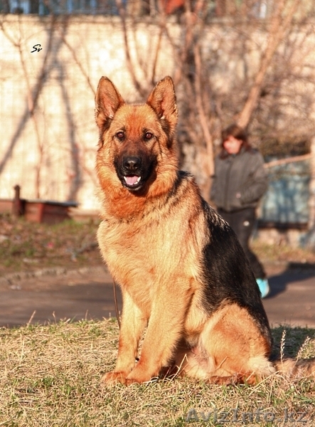 Щенки немецкой овчарки для выставок и разведения - Изображение #3, Объявление #1153775