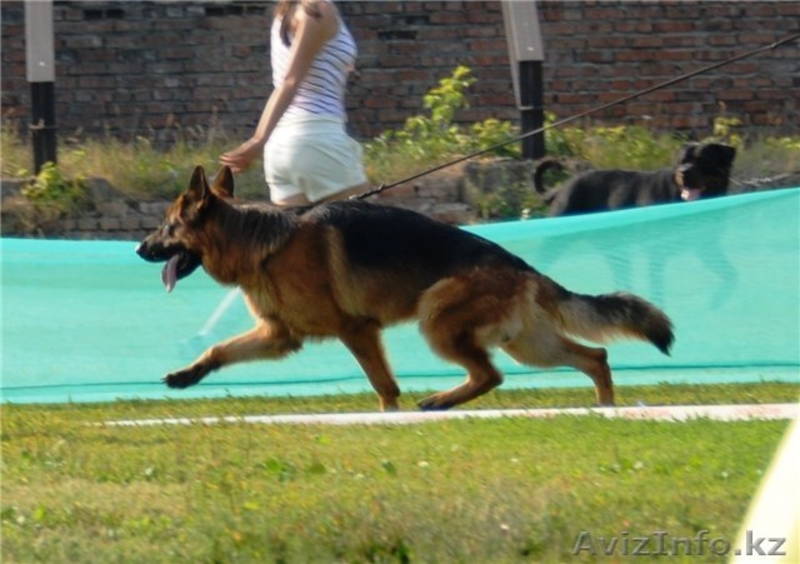 Щенки немецкой овчарки для выставок и разведения - Изображение #1, Объявление #1153775
