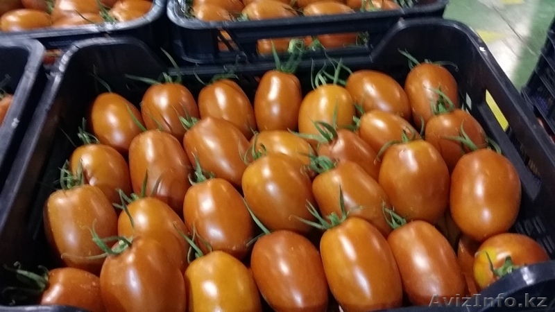 продаем помидоры - Изображение #1, Объявление #1168641