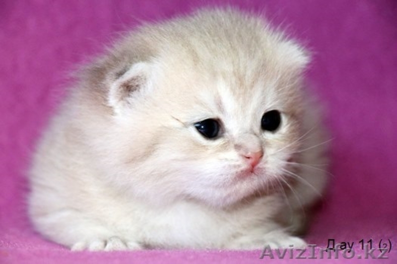 MIR-PROUN питомник кошек драгоценных окрасов - Изображение #2, Объявление #1156935