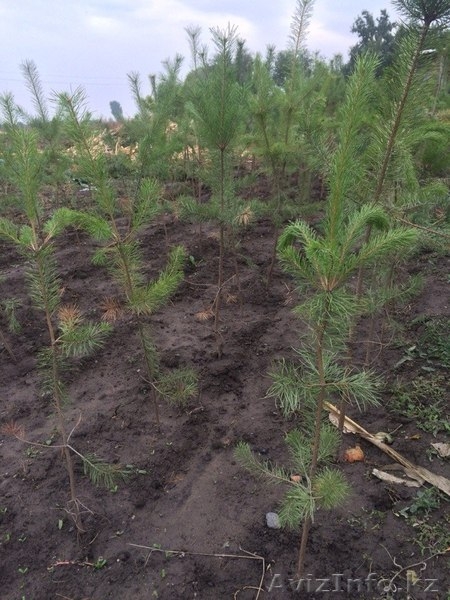 Продам Сосны оптом и в розницу. - Изображение #3, Объявление #1158845