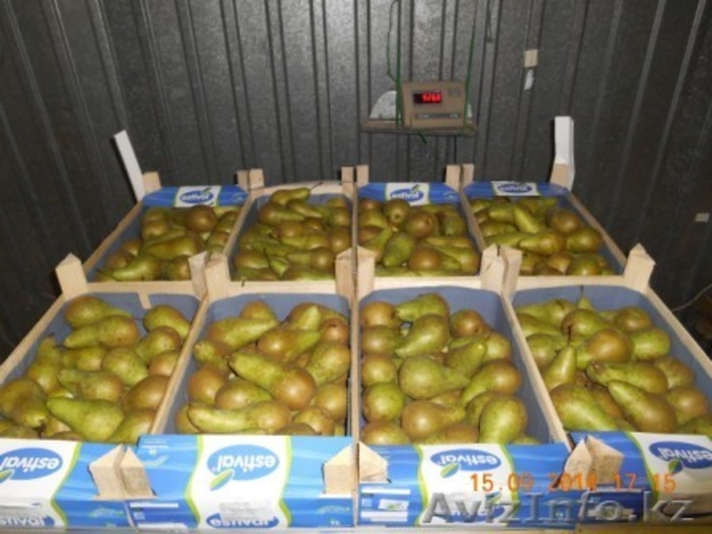 яблоки и др. фрукты из европы - Изображение #7, Объявление #1156952