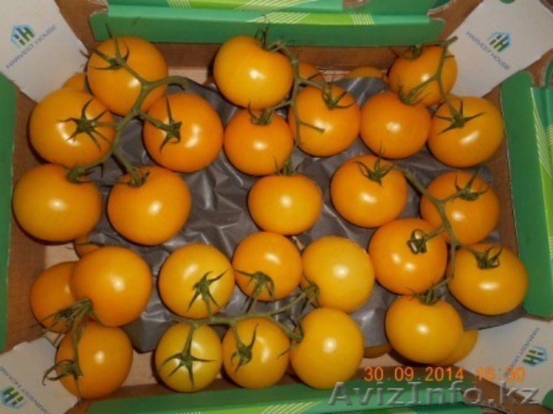 яблоки и др. фрукты из европы - Изображение #3, Объявление #1156952