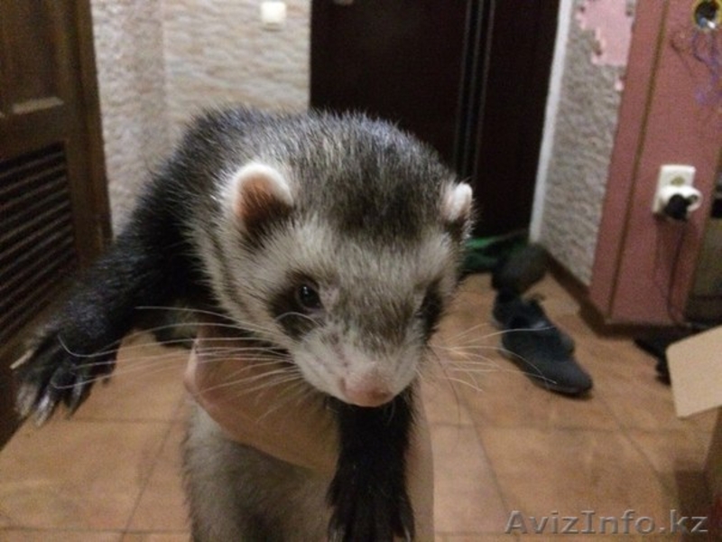 Продам замечательное домашнее животное! - Изображение #4, Объявление #1160575