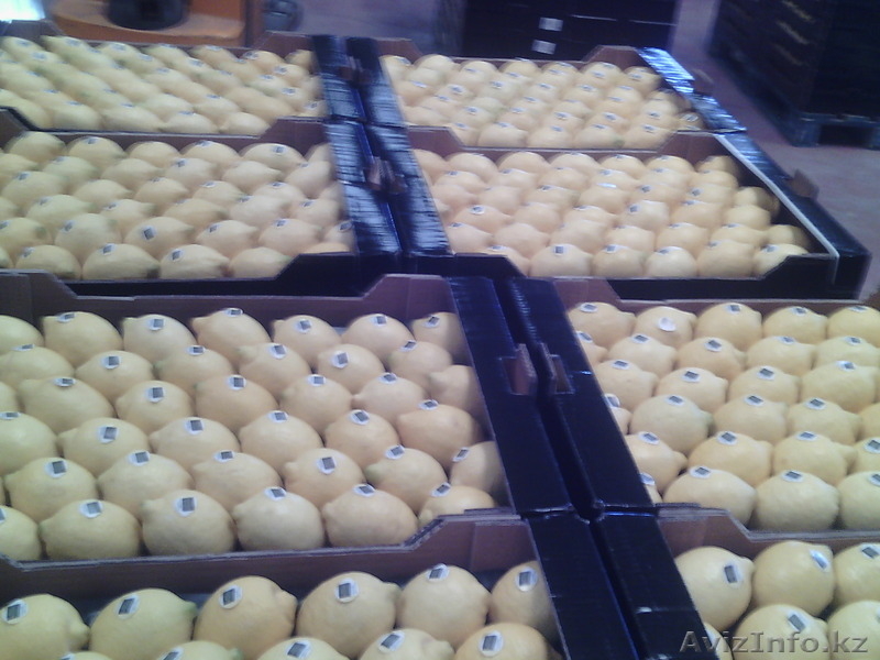 продаем лимон из Испании - Изображение #4, Объявление #1159610