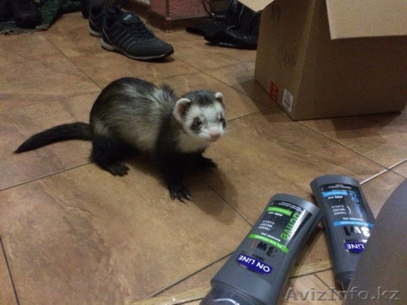 Продам замечательное домашнее животное! - Изображение #5, Объявление #1160575