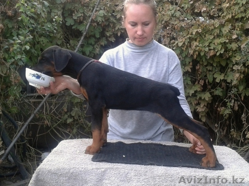 щенки добермана из питом Кипинг Квайт ФЦИ - Изображение #3, Объявление #1164190