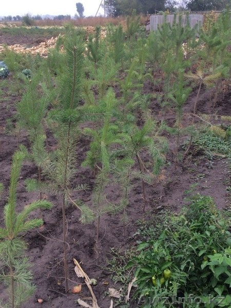 Продам Сосны оптом и в розницу. - Изображение #4, Объявление #1158845