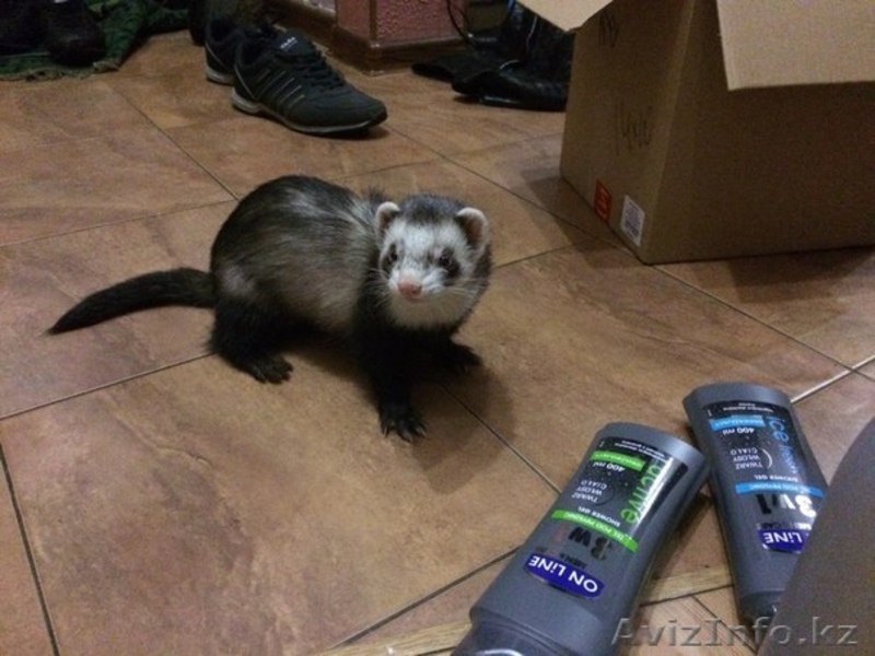 Продам замечательное домашнее животное! - Изображение #6, Объявление #1160575