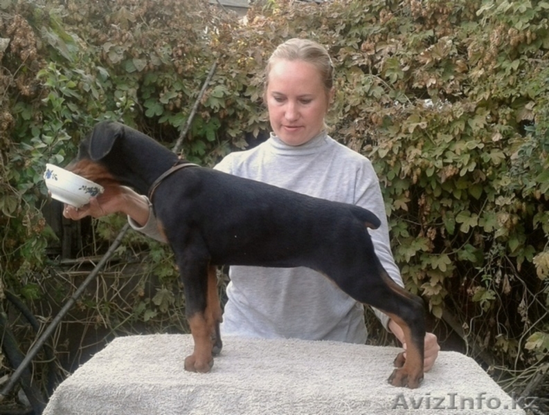 щенки добермана из питом Кипинг Квайт ФЦИ - Изображение #4, Объявление #1164190