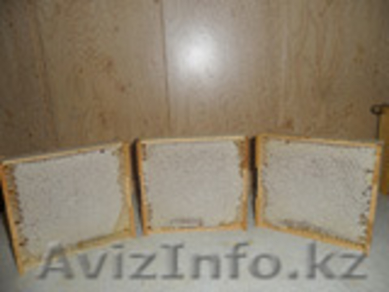 Сотовый мед , перга, пыльца по оптовым ценам  - Изображение #1, Объявление #1157842